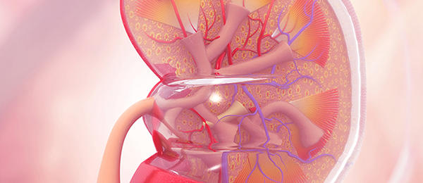 Illustration of kidney