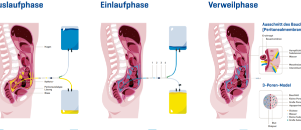 Anatomie Poster.PNG